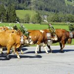 musikausflug_zillertal_2019_bericht (15)